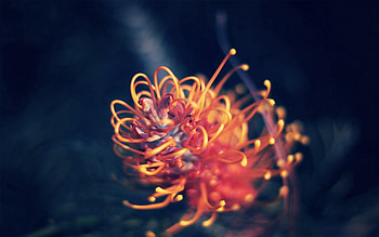 Plant, Macro, Light, Form, Light Coloured, Plexus HD wallpaper