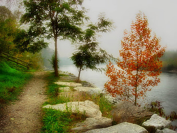 Peaceful path, peace, nature, tree, path HD wallpaper