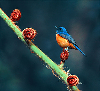 Climp Ladder, colorful, nature, bird, flower HD wallpaper