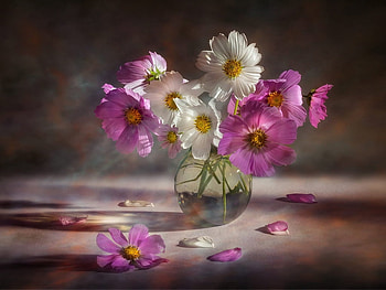 Still life, , Flowers, Cosmos, Vase, Pink HD wallpaper