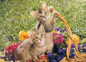 twin tabby kittens, basket, flowers, tabby, paws, kittens HD wallpaper