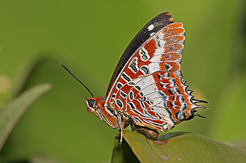 Grass, Patterns, Macro, Lines, Insect, Butterfly HD wallpaper