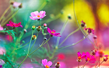 FANTASY GARDEN, beautiful, flowers, lovely, fantasy HD wallpaper