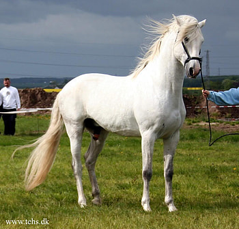 Windy Day, spanish, andalusian, horses, white HD wallpaper