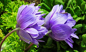 Violet anemones closeup, spring, summer, leaves, pretty, garden, flowers, beautiful HD wallpaper