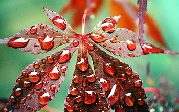 3D leaf live - 3D leaf live 2.0 . HD wallpaper