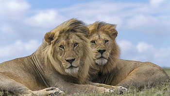 Two Lions Are Lying Down On Ground In White Clouds Blue Sky Background Lion HD wallpaper