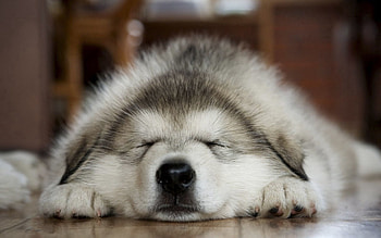 Animals, Dog, Muzzle, Dream, Sleep, Paws HD wallpaper