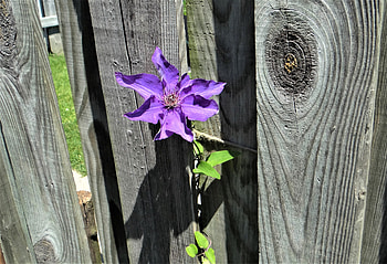 purple wildflower, purple, grey, fence, flower HD wallpaper