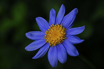 Blue flower, blue, flowers HD wallpaper