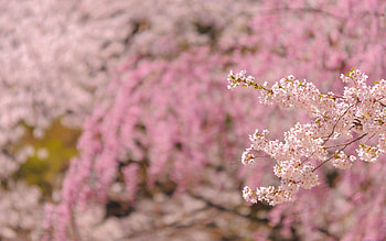 Spring, Nature, Bloom, Flowering, Branch HD wallpaper