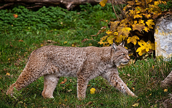 Animals, Grass, Iris, Forest, Stroll HD wallpaper