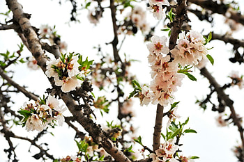 Spring , pink, white, green, flowers, tree HD wallpaper