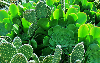 High-definition beauty, Mesmerizing cactus, Nature's artwork, art HD wallpaper
