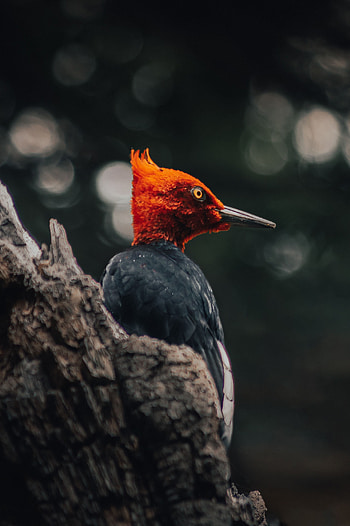 Animals, Bird, Wildlife, Exotic HD phone wallpaper
