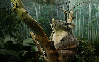 Animals, Sit, Branch, Koala HD wallpaper