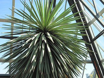 A Fine day at the Garden 25, blue, graphy, garden, tree, green, glass, flowers, sky, cactus HD wallpaper
