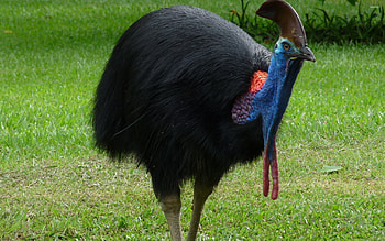 Cassowary , Animal , Exotic bird, Vibrant colors HD wallpaper