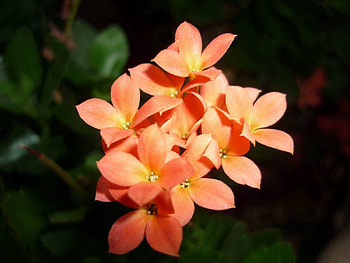 Flowers, Leaves, Bright, Close-Up, Small HD wallpaper