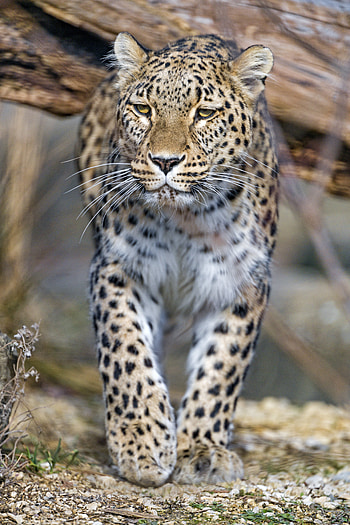 Animals, Leopard, Predator, Big Cat, Animal HD phone wallpaper