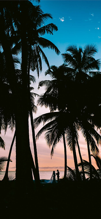 Corona Christmas Palm Tree, , backgrounds, Festive spirit HD phone wallpaper