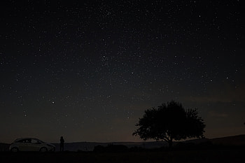 Sky, Night, Dark, Wood, Tree, Starry Sky HD wallpaper