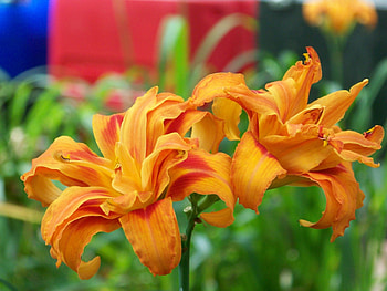 flowers, orange HD wallpaper