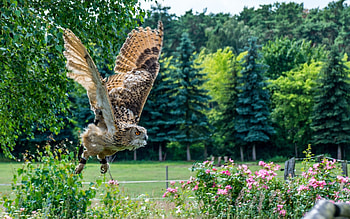Owl at Flight, flight, wings, bird, owl HD wallpaper