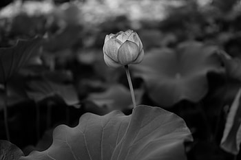 Flowers, Leaves, Bud, Bw, Chb, Lily HD wallpaper