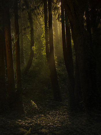 Nature, Trees, Grass, Bush, Beams, Rays, Forest HD phone wallpaper