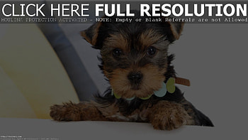 Yorkie Puppie (id: 124707) HD wallpaper