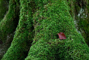 Achille's heel, achille, moss, leaf, heel, tree HD wallpaper