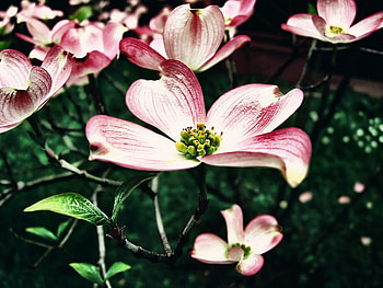 spring time, pink, flower, nature, colour, spring, beauty HD wallpaper