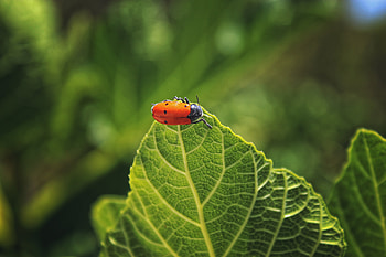 Macro, Insect, Leaflet, Bug, Beetle HD wallpaper