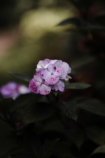 Flowers, Leaves, Macro, Bloom, Flowering, Phlox HD phone wallpaper