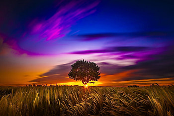 Amazing sunset, Nature, Amazing, Sunset, Tree HD wallpaper
