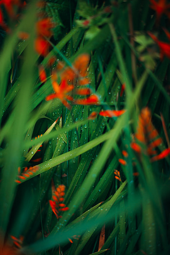 Flowers, Water, Leaves, Drops, Plant, Macro HD phone wallpaper