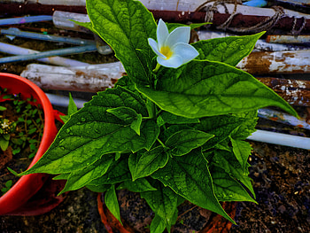 A***n, leaf vegetable, ingredient HD wallpaper