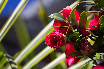 ❤️, Camellia, Flowers, Buds, Plant HD wallpaper