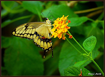 Butterfly, art , brown, yellow, flower, green, beautiful HD wallpaper