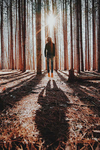 Nature, Forest, Loneliness, Bounce, Jump, Shadows, Levitation HD phone wallpaper