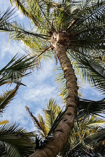 Nature, Sky, Leaves, Clouds, Wood, Tree, Palm HD phone wallpaper