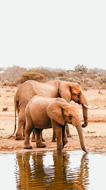 Elephant , Best elephant backgrounds, Personalized style, Mobile beauty HD phone wallpaper