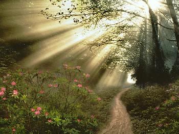 Plants, Landscape, Roads, Sun HD wallpaper