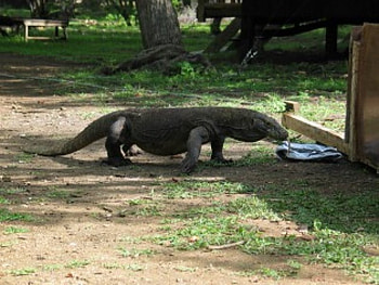 Komodo Dragon, dragon, komodo HD wallpaper