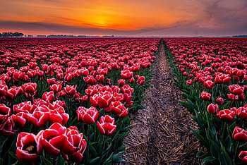 Sunset field, field, sky, beautiful, flowers, tulips, sunset, sunrise HD wallpaper