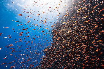 Reefs And An Abundance Of Diverse Marine Life, underwater, graphy, fish HD wallpaper
