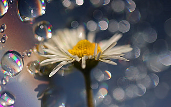 Camomile, Drops, Flower, Macro, Petals, Moisture, Chamomile HD wallpaper