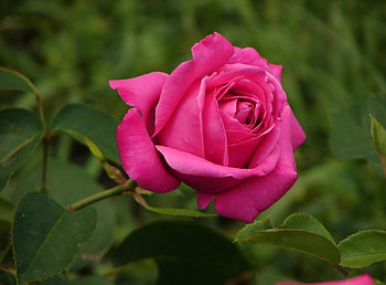 Flowers, Flower, Rose Flower, Rose, Bud, Greens, Garden, Sharpness HD wallpaper