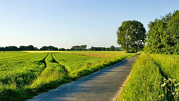 field, nature, fun, tree HD wallpaper